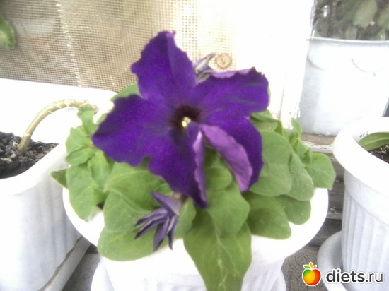 12 ����: ����� � ���� ����.