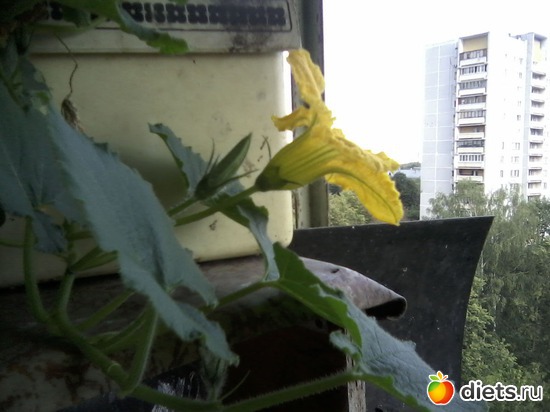 17 ����: ����� � ���� ����.