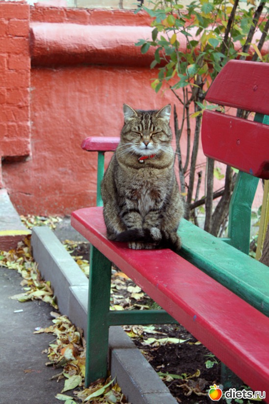 Джай Сай Мао, альбом: Must Love Cats