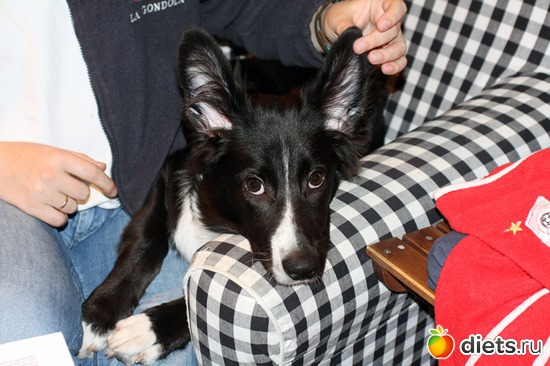 ��� ������!, ������: ����