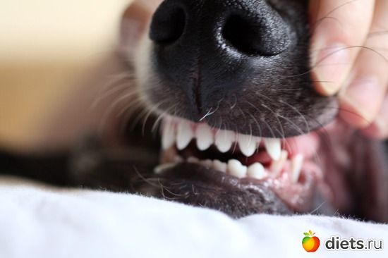 ����� ��������, ������: ����