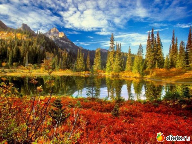 81 ����: �����...