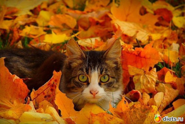 82 ����: �����...