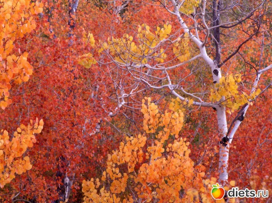 84 ����: �����...