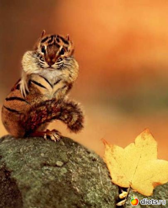 86 ����: �����...