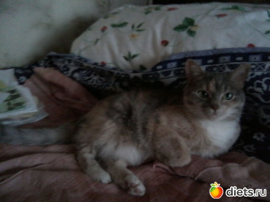 4 ����: ��� ������� ���������.