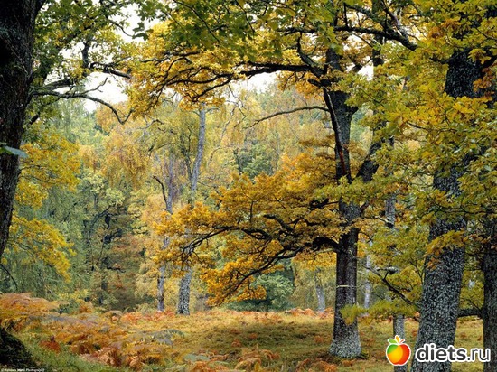 100 ����: �����...