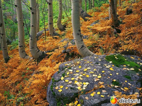 11 ����: �����...