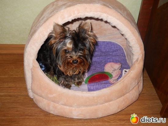 13 фото: Чудо на 4-ёх лапках Тори.