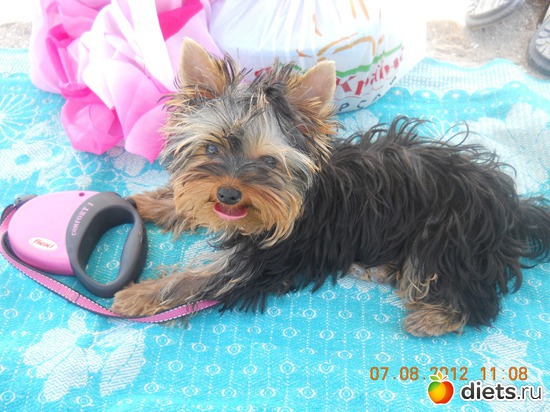 14 фото: Чудо на 4-ёх лапках Тори.