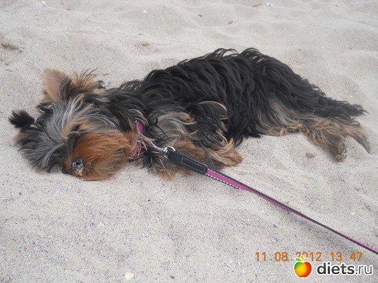 16 фото: Чудо на 4-ёх лапках Тори.