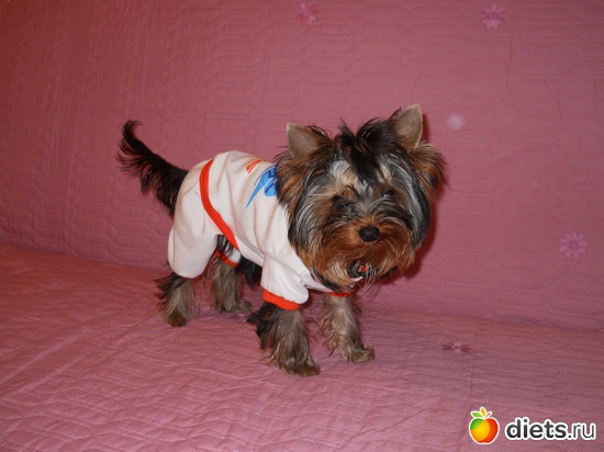 17 фото: Чудо на 4-ёх лапках Тори.