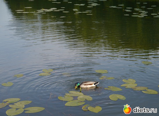 ���� 2012 - �������� ��������..), ������: ������� ��� �����..))