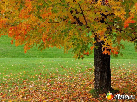 29 ����: �����...