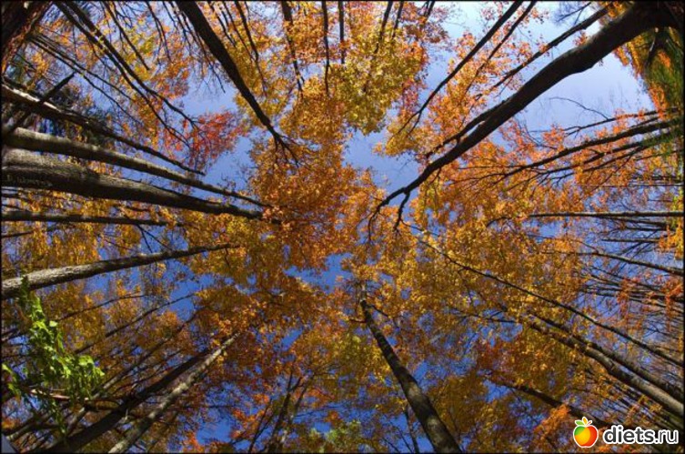 33 ����: �����...