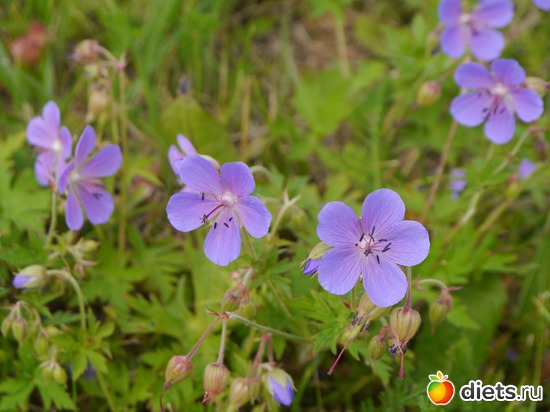 ���� 2012 - ��������..), ������: ������� ��� �����..))