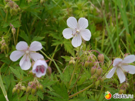 ���� 2012 - ��������..), ������: ������� ��� �����..))