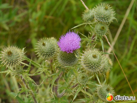 ���� 2012 - ������ �����..), ������: ������� ��� �����..))