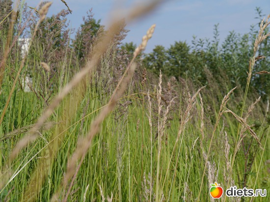 ���� 2012 - � ������ ��� �����-����� � ����...), ������: ������� ��� �����..))