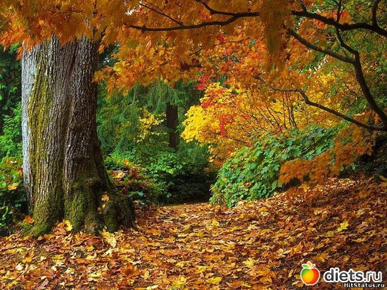 41 ����: �����...