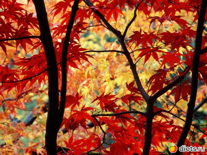 60 ����: �����...