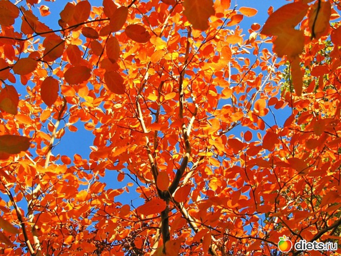 69 ����: �����...