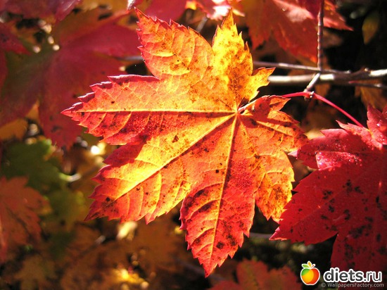 70 ����: �����...