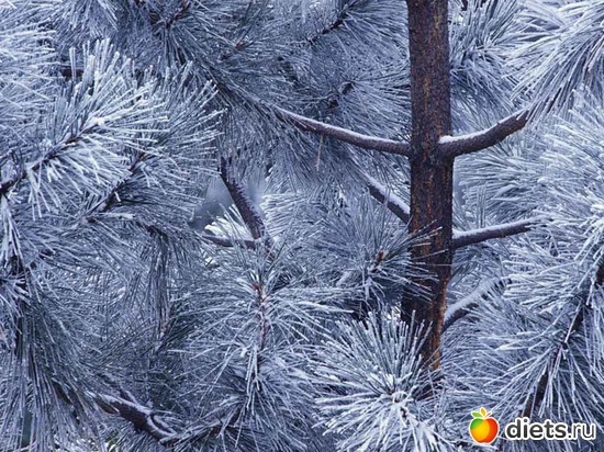 55 ����: ����...