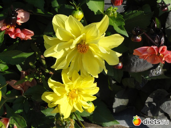 14 фото: Цветы разные