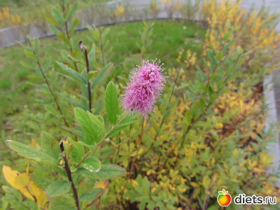 15 фото: Цветы разные