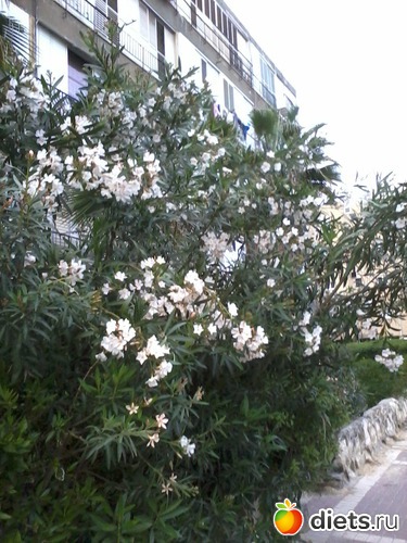 30.03.13, альбом: Природа...