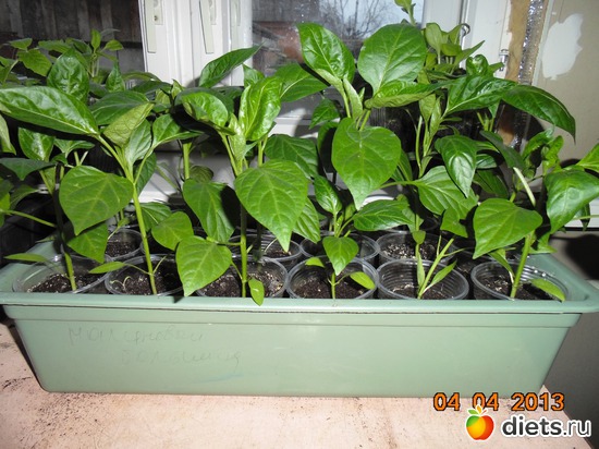 21 ����: ������