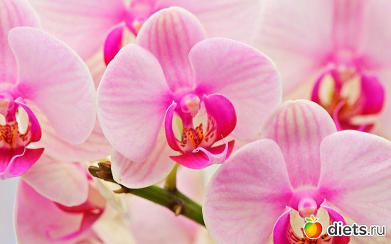 420 фото: Для постов