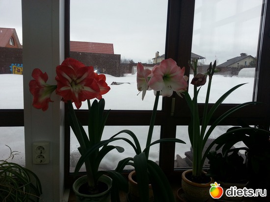 ����������, ������: �����