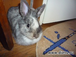 ������ �������