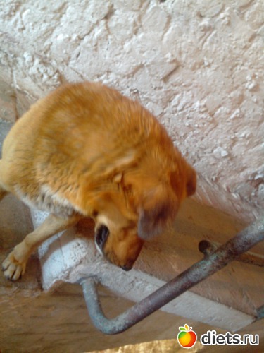 54 фото: Прогулка по Санкт-Петербургу