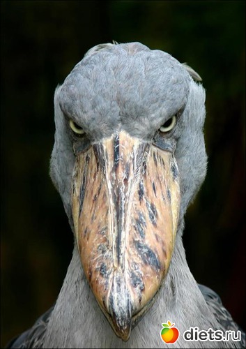 2 ����: ������