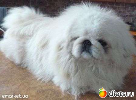 ������� �������