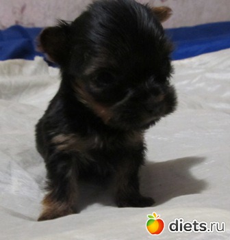 ������� �������