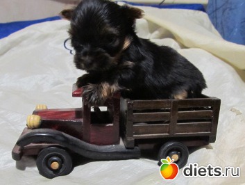 ������� �������