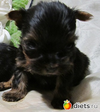 ������� �������