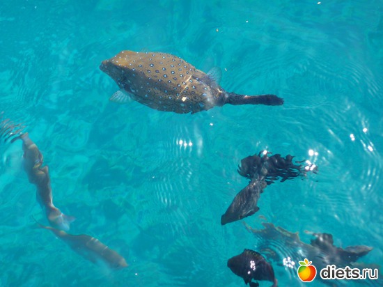 4 ����: ������� 2013