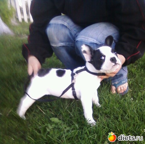 ������� �������