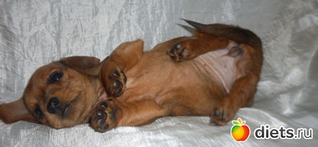 ������� �������