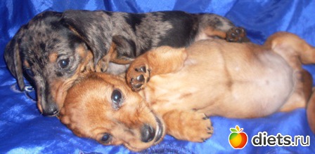 ������� �������