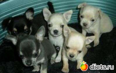 ������� �������