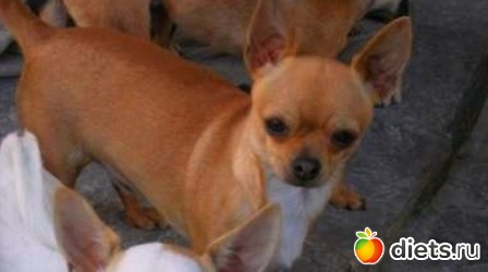 ������� �������