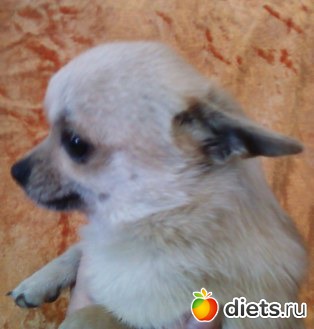 ������� �������