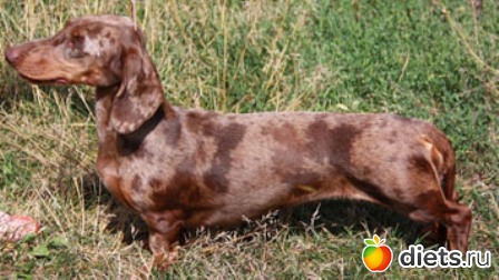 ������� �������