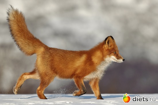 3 ����: ��������